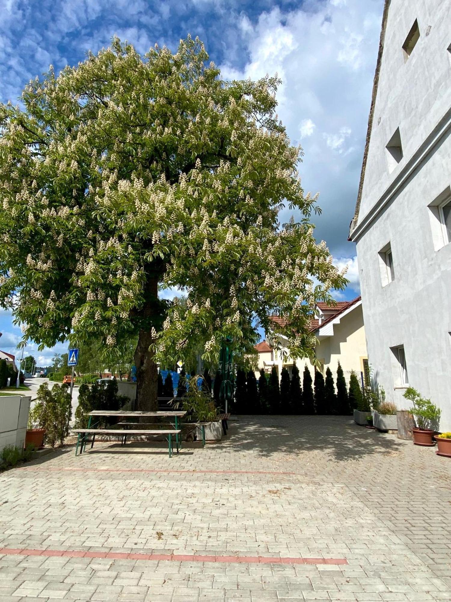 Ubytovna Kaplice Exteriör bild